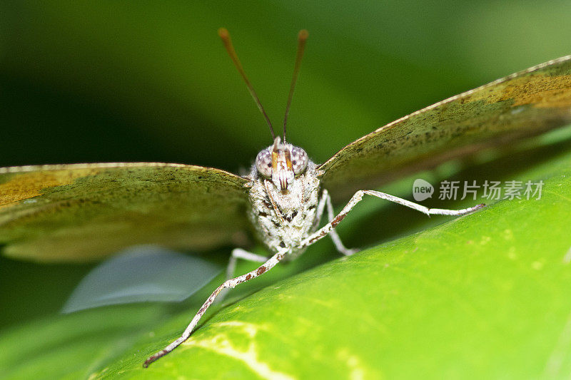 叶蝴蝶(Kallima inachus)展开翅膀看着镜头。